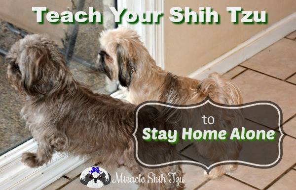 How to Train a Shih Tzu to Stay Home Alone?