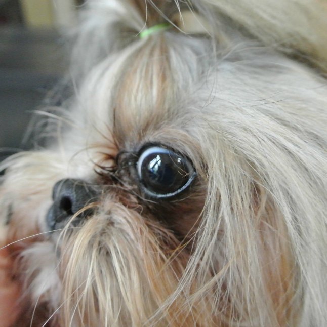 A Shih Tzu Dog with One Eye