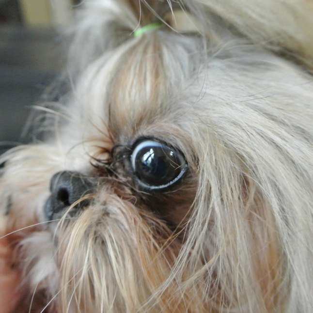 Ein Shih Tzu Hund mit einem Auge