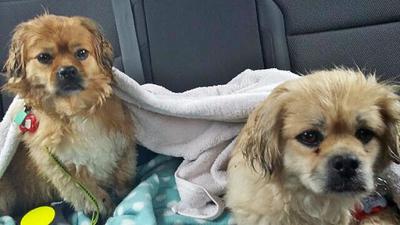 Two Lhasa Prapso Dogs
