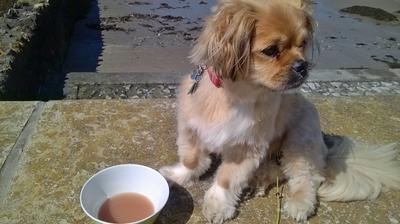 Are Prapso Dogs Smarter than Average?