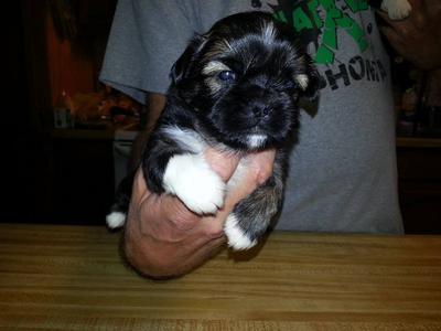 This is Boomer at 3 weeks old.