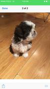 Picture Two of my Shih Tzu Puppy
