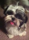 Tri-color Shih Tzu, black, white and red