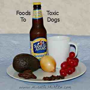 shih tzu won t eat food feeding your shih tzu shih tzu won t eat food feeding your shih tzu