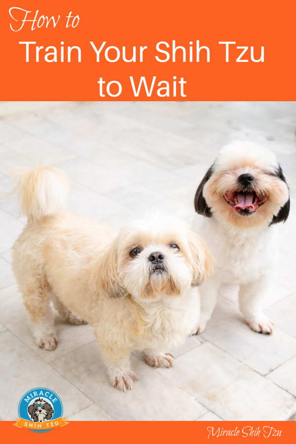 Train Your Shih Tzu to Wait Pin Image