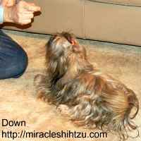 Teach your Shih Tzu to Lie Down