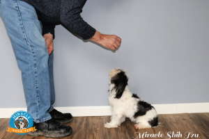 A man is training a dog to sit.