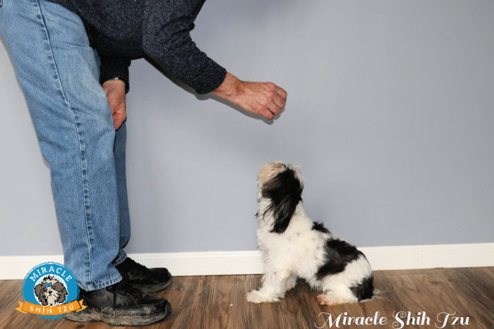 A man is training a Shih Tzu to sit and stay.