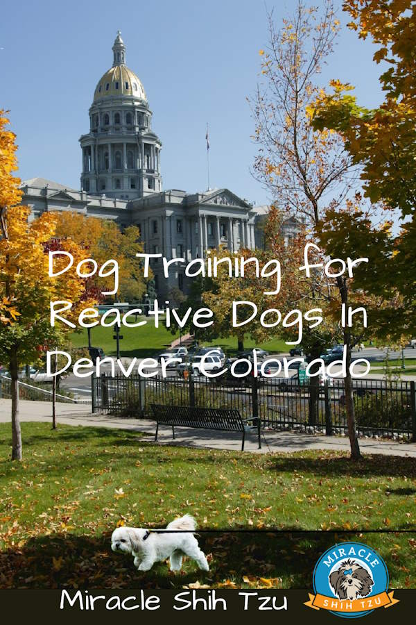 Training for Reactive Dogs in Denver Co. Pin Image