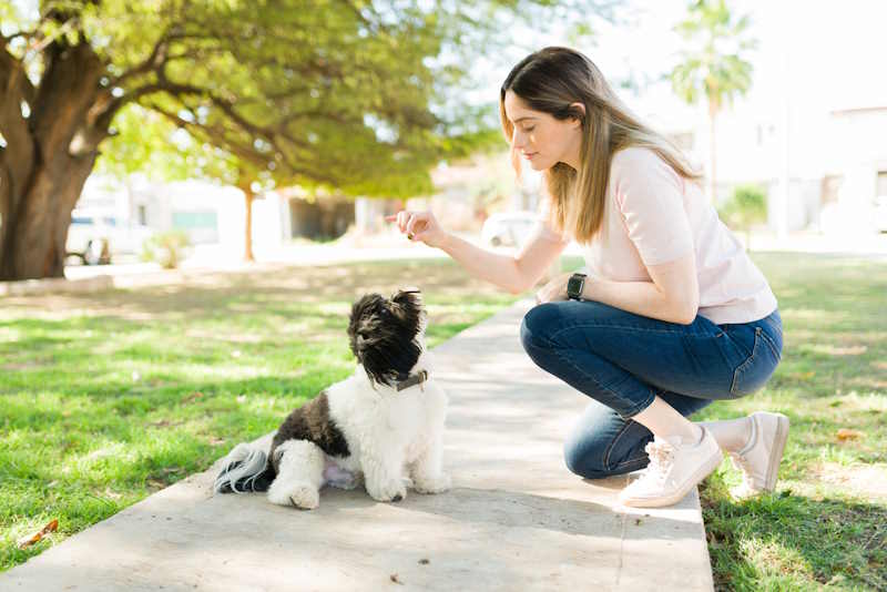 A young woman is giving a treat to a Shih Tzu dog A young woman is giving a treat to a Shih Tzu dog