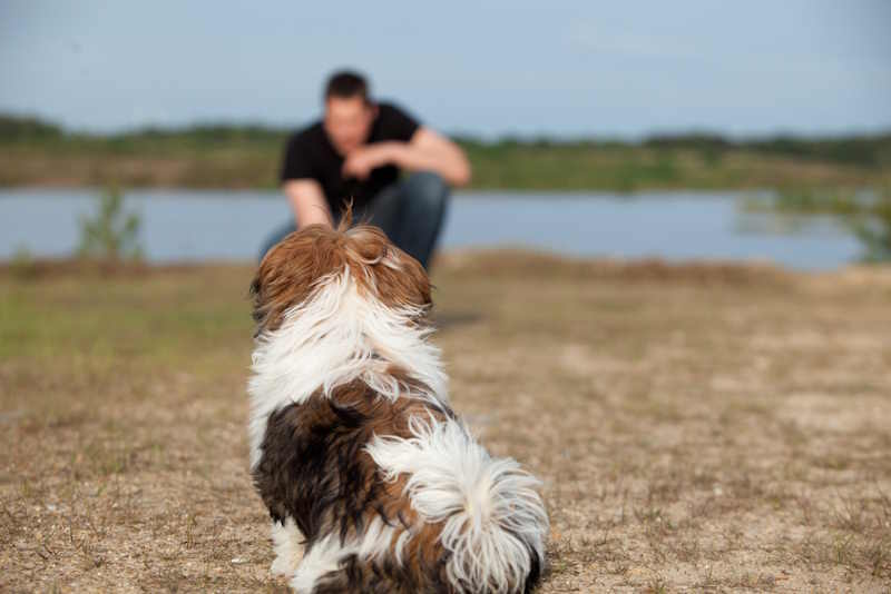 A young Shih Tzu dog is being trained for obedience A young Shih Tzu dog is being trained for obedience