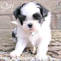 Teach your Shih Tzu to Stay