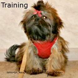 Shih Tzu Puppy Training