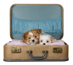 How to plan and travel with a Shih Tzu