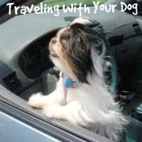 Shih Tzu Facts:  How to travel with a dog
