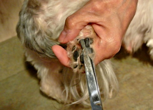 dog paw fur trimmer