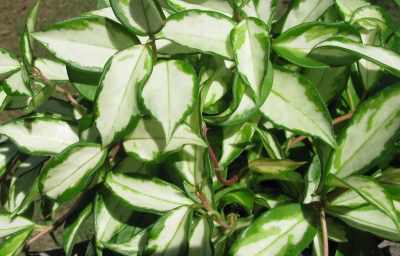 Variegated Wax Plant (Hoya carnosa)