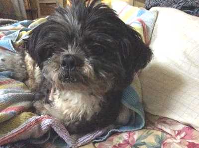 My timid little Byron