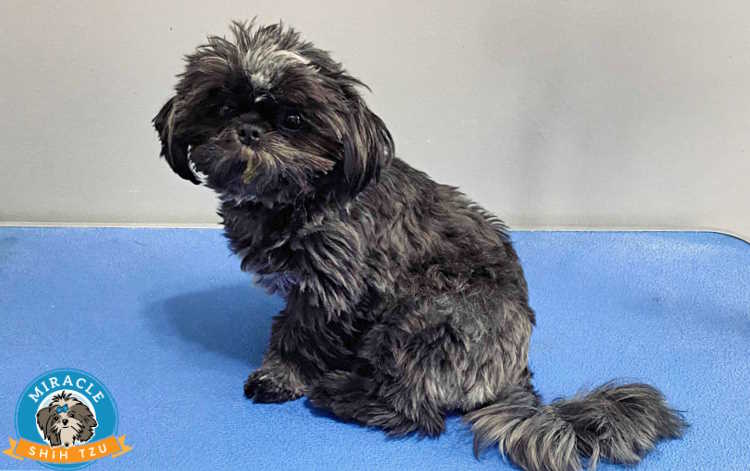 A black Shih Tzu is sitting on a grooming table