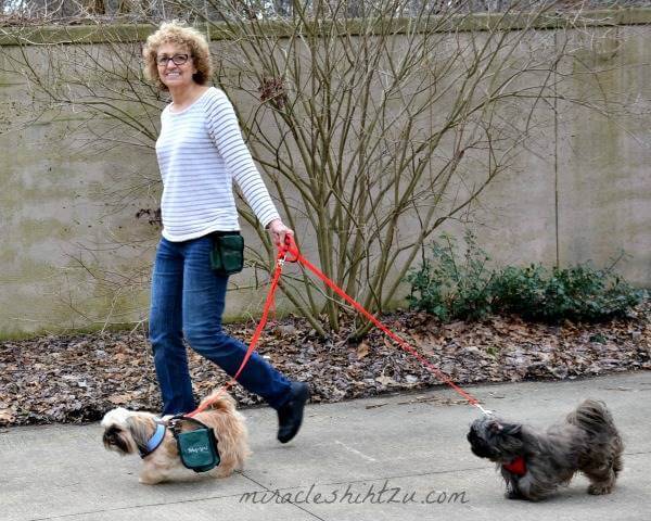 best leash for shih tzu