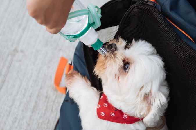 Using a Dog Water Bottle: How To