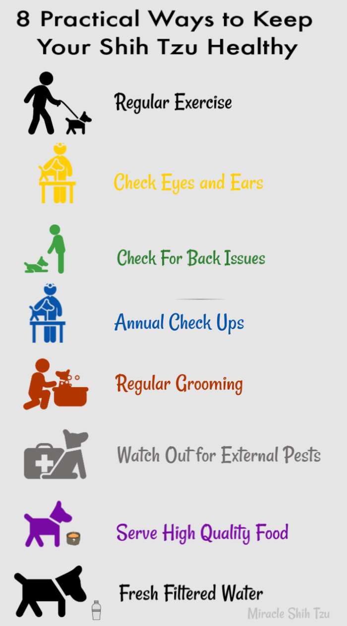 8 Practical Ways to Keep Your Shih Tzu Healthy