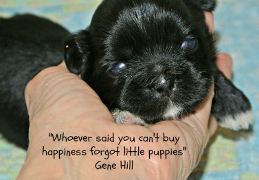 Dog Ownership Dog Ownership