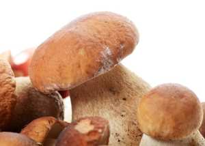 Do not allow your dog to eat wild mushrooms.  Some are toxic.