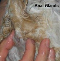 Anal Glands Smell