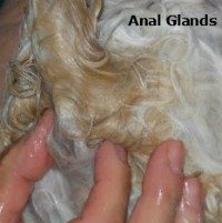 What necessary Dog smells anal gland Congratulate, Dog smells anal gland indefinitely