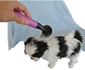 shih tzu grooming guide shih tzu puppy grooming your free mini guide shih tzu grooming guide shih tzu puppy grooming your free mini guide