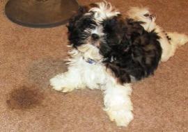 House Train A Shih Tzu