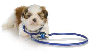 shih tzu vomiting is puppy vomiting should you worry shih tzu vomiting is puppy vomiting should you worry