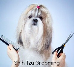 shih tzu hair brush shih tzu brushes choices and reviews shih tzu hair brush shih tzu brushes choices and reviews